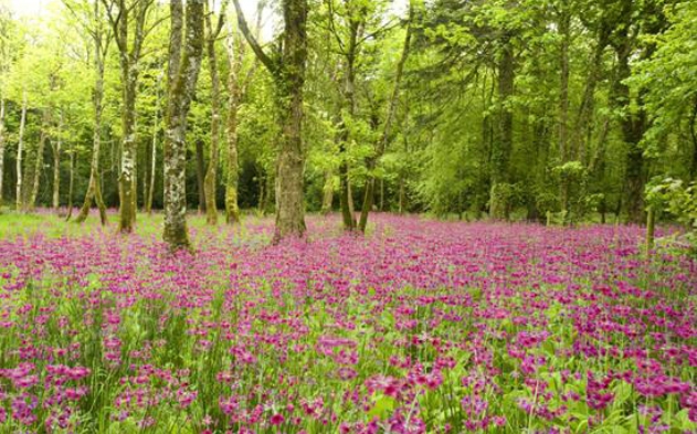 The Gardens at Lissadell Demesne